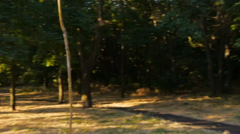 Slow movement through a Ukrainian forest with the sun shining through many trees Stock Footage 68571043