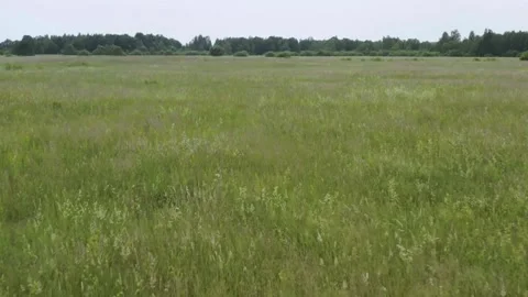 Slow movement through a wild green field of grass Stock Footage 333836807