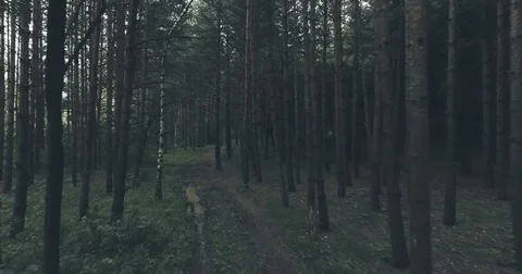 Slow Movement Trough Forest Cinematic Video Stock-Footage 76620376