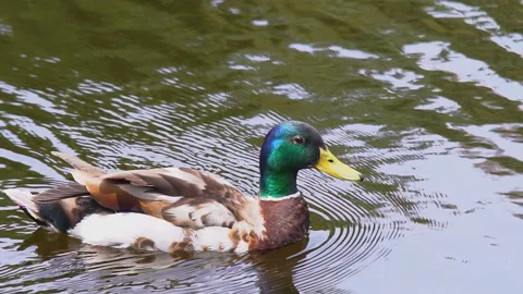 Slow movement of a wild duck Stock Footage 91907019