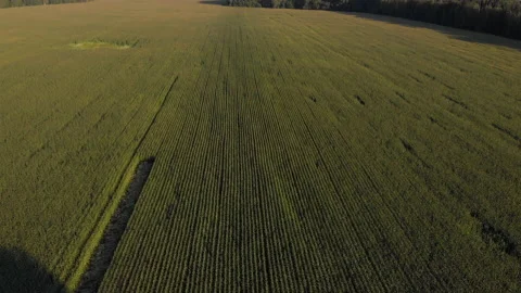 Slow moving aerial view of cornfields Stock Footage 138469314