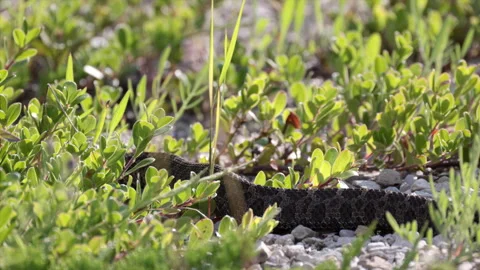 Slow moving body motion of Eastern Massasaga rattlesnake pit viper moving Stock Footage 346019134