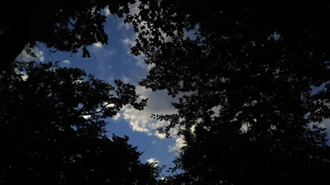 Slow-Moving Clouds Through Trees at Sunset Video stock 318820941
