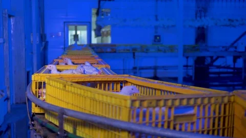 A slow moving conveyor with alive broilers, chickens. 4K. Stock-Footage 80854439