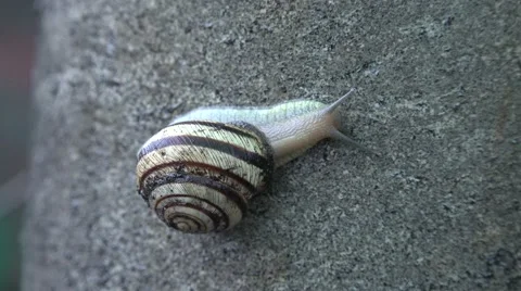 Slow Moving of Funny Snail on the Gray Background. 4K UltraHD, UHD Stock Footage 56568865