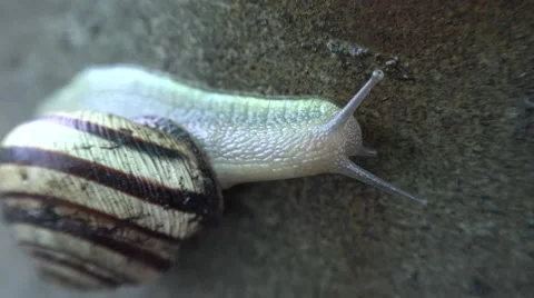 Slow Moving of Funny Snail on the Gray Background. 4K UltraHD, UHD Stock Footage 56568867