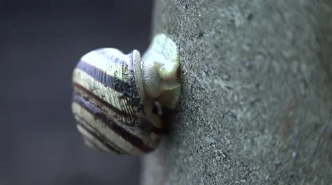 Slow Moving of Funny Snail on the Gray Background. 4K UltraHD, UHD Stock Footage 56568869