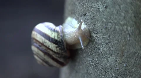 Slow Moving of Funny Snail on the Gray Background. 4K UltraHD, UHD Stock Footage 56568872