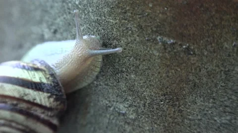 Slow Moving of Funny Snail on the Gray Background. 4K UltraHD, UHD Stock Footage 56568923