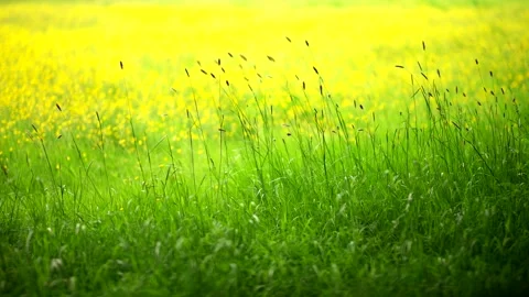 Slow moving grass on a path of bright yellow meadow flowers 스톡 동영상 281802615
