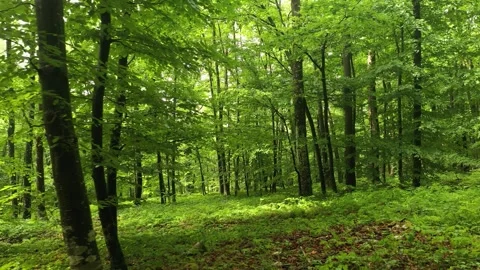 Slow moving inside green beech sunny woods Vidéo 337369623