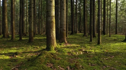 Slow moving inside sunny green forest landscape 動画素材 334083008