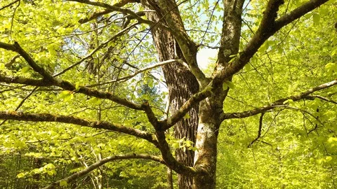 Slow moving inside tree crown Vídeos de archivo 128932698