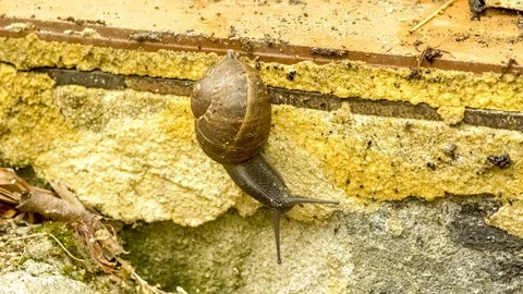 Slow moving land snail with shell sliding downwards across concrete wall, 4.. Stock Footage 75390984