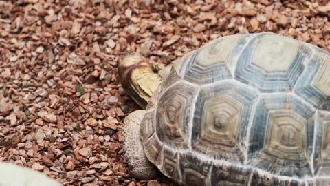 A slow-moving land turtle Stock-Footage 264150595