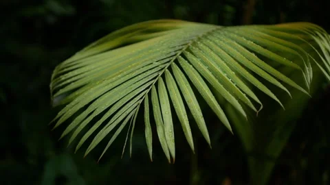 Slow Moving leaf moved by wind with rain droplet, water droplet, green fern.. Stock Footage 258341051