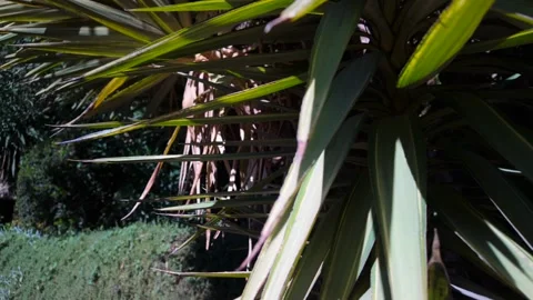 Slow moving pass the tropical tree leaf - 4K Stock Footage 304820848