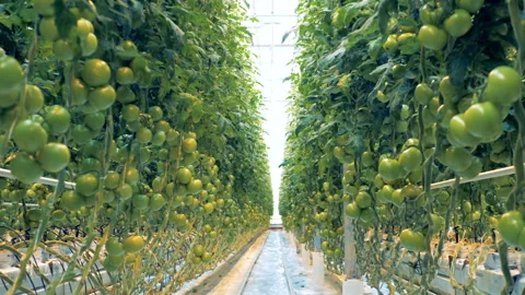 Slow moving process along the passway of a functioning hothouse Stock Footage 88371397