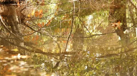 Slow Moving Ripples Fall Colors Oak Creek Vídeo Stock 8955334