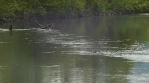 Slow moving river 動画素材 5597176