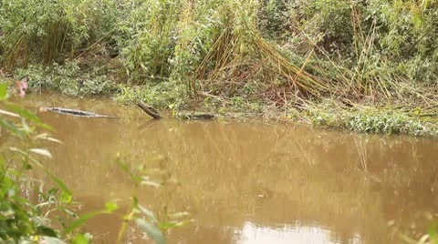 Slow moving river Stock Footage 10700024