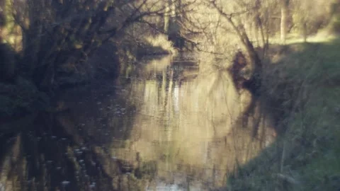 Slow Moving River in Irish Forest Stock Footage 236108468