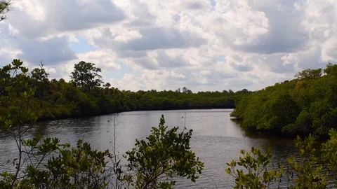 Slow moving river in the trees Stock Footage 108519642