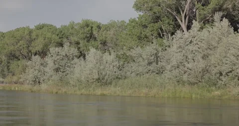 Slow moving San Juan River beneath cottonwood canopy in morning light Stock Footage 336637444