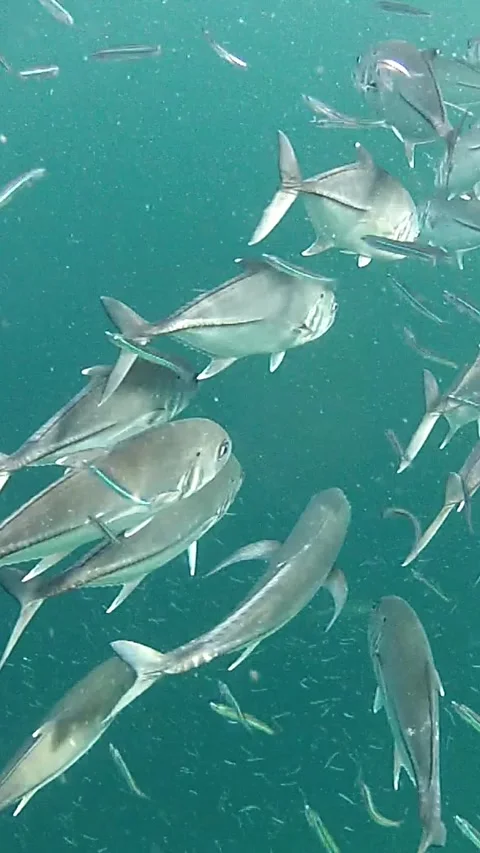 Slow moving school of bigeye trevally fishes vertical video. Stock Footage 279255355