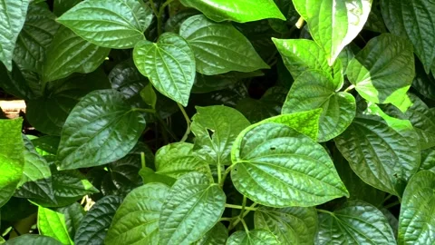 Slow moving shot of green leaf plants at the garden Stock Footage 316284050