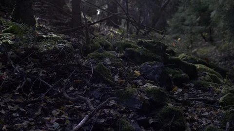 Slow moving shot on mossy stones in forest Stock Footage