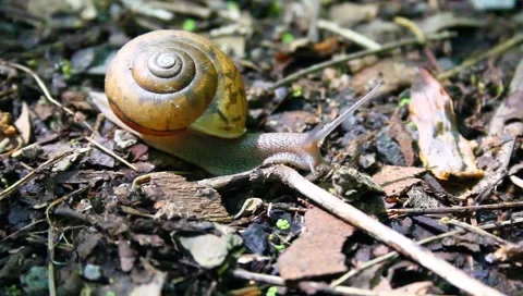 Slow moving snail Stock Footage 6222862