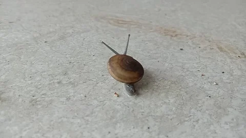 Slow moving snail Stock Footage 160749964