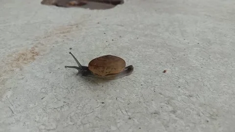 Slow moving snail Stock Footage 160750052