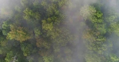 Slow Moving Straight Down Aerial View of Foggy Pennsylvania Woods  	 Stock Footage 79736443