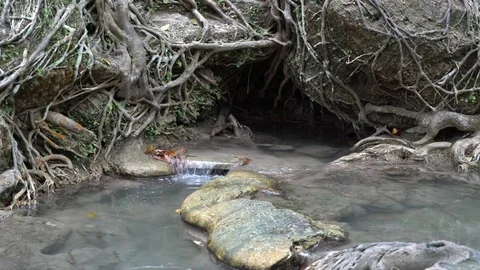 A Slow Moving Stream Filled with Fish Next to Mangrove Roots Stock Footage 74292076