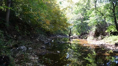 Slow moving stream. Green trees on a sunny day. static Stock Footage 106839944