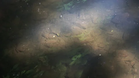 Slow moving stream or small river with bright sunlight illuminating the bed Stock Footage 105200234