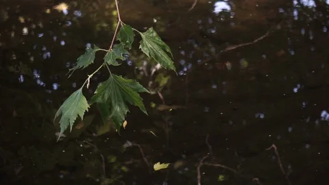 Slow moving stream or small river in the summer with maple branch overhanging Stock Footage 105200275