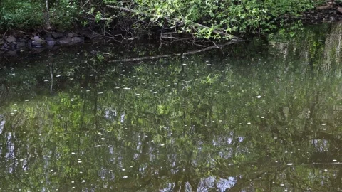 Slow moving stream in spring, Northern England, UK Video stock 306681724