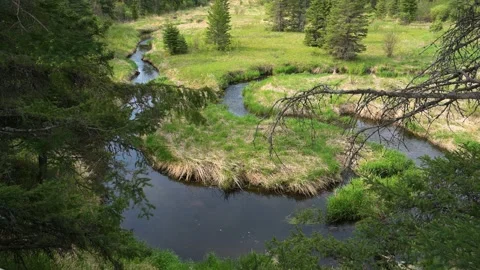 Slow moving stream winds through a grassy meadow with tree branches  Stock Footage 155394843