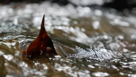 A slow-moving stream winds through a tranquil forest. Tiny ripples form as the Stock Footage 312111159