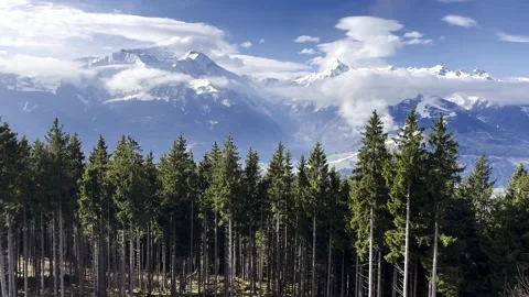 Slow moving, sunny spring in alps, closeup green trees with snowy covered Stock Footage 306583472