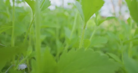 Slow moving through field of grass and flower. Stock Footage 277101993