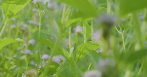 Slow moving through field of grass and flower. Stock Footage 278047172