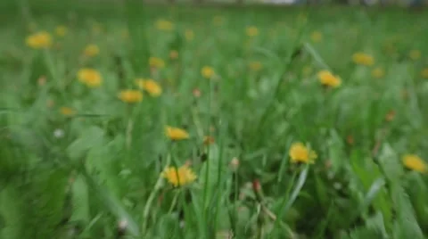 Slow moving through green grass and dandelions close to the ground Stock Footage 51446172