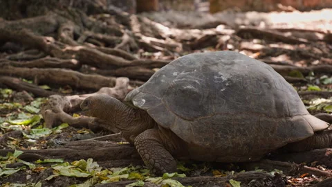 Slow-Moving Tortoise Among Tree Roots and Fallen Leaves Stock Footage 337891733
