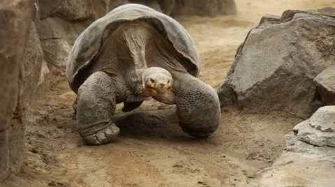 Slow Moving Tortoise Video stock 20684467