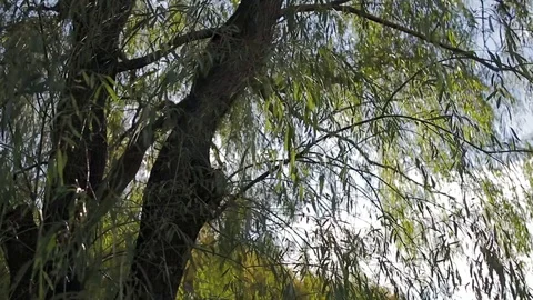 Slow moving under willow tree with sun close leaves Stock Footage 118463436