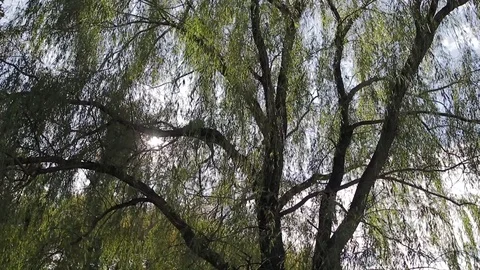Slow moving under willow tree with sun Stock Footage 118463437